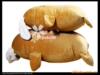 ��Ӧ�÷����