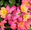 ��Ӧ��̨�ƹ�   ��ͷ̽�յ�(PL-F014)