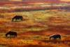 ��Ӧ��ƤͰ,����Ͱ,��Ƥ��,����������ʩ,��ƤͰ