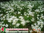 ��Ӧ��ש250&times;330,��ǽש