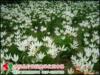 ��Ӧ��ש250&times;330,��ǽש