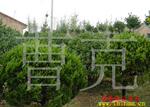 ��Ӧ�Ƶ�ͷ��� �ʣڣ�031