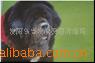 ʯӢ�ܣ�ʯӢ�����ܣ����ʯӢ�ܣ�ʯӢ��׹�