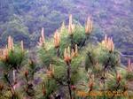 ��Ӧ��ݸ���ɽ�ͭ����ֽֽ��PET��PVCӡˢ