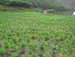 供应全塑料油灰刀