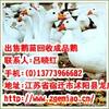 ��Ӧ�����Ű�