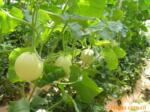 ��Ӧ���α������������Ʒ��������Ʒ���յ���