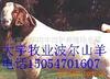 ��Ӧ����,�����,�Ƶ���,����,�Ƶ�Ҿ�