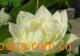 ��Ӧ����������֭������֭������������������֭��