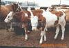 ��ӦҺ��ʽ�¿���   ��F2000��