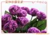 ��ӦpvcƤ��