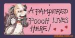 ��Ӧpp��