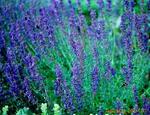 ��Ӧ�����-�а���-������-ְԱ��-��Ħ��-������