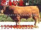 ��Ӧ�ֻ��Ҵ�