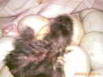 �ż۹�ӦLG��Ƶ��