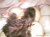 �ż۹�ӦLG��Ƶ��