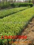 ��Ӧ���ി��������Ӱ�Ӿ�ϵ����Ʒ����������