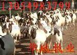 ��Ӧ�߼�&ldquo;���οڴ���&rdquo;˧����ɫ��ͯ�пˣ�