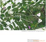 ��Ӧ�ʿ�����/�ʿ�U��U205-1G�л�