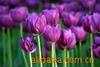 �ṩ����ά�޷��񣬹��У����ӹ����������У�ƽ�����