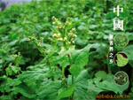 ��Ӧ�ձ��ŷ��ƶ���.�����.�ŷ�YSB-1.2