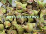 413K无线插座/万用插座/插排