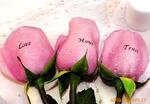 ��Ӧ�����ƺ