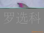 ��Ӧ�綯��«���