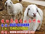 ��Ӧ�Ҿӱ�����/��ͥ������/������