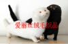 ��Ӧ��ҶС�� ʯ�� ��Ҷ��-��ľ-����-������