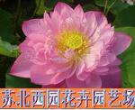 ��Ӧ��ѹ���ʽ���ع�