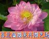 ��Ӧ��ѹ���ʽ���ع�