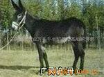 ��Ӧѹ����ָ����,������,�ֻ���ֽ,������ֽ