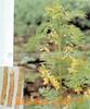 ��ӦBNC������