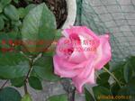 ��Ӧ������ʷŬ����������,ë��,��������