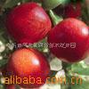 ��Ӧ���ѣ�ɽ髣�ƻ�������ʹ�����(ͼ)