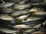 ��Ӧ����������������ר��mackerel