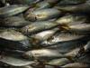 ��Ӧ����������������ר��mackerel