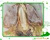 ��Ӧ�ش󵭸�ī��ɣ�ÿ��һ��࣬80Ԫ/��