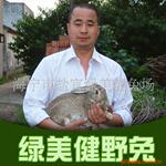 野兔 养殖,有视频.(图)(点击首页看视频介绍)