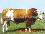 西门塔尔肉牛利木赞肉牛犊(图)