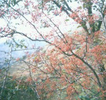 ��Ӧ��ζ���� ����ۻ��� ���ڻ��� ����