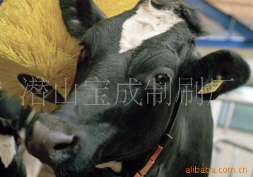 畜牧养殖机械奶牛清洗按摩刷 牛体刷