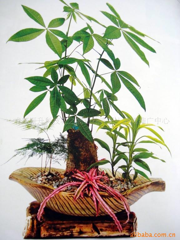 供应无土组合盆栽花卉植物、诚招区域代理加盟