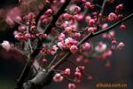 ��Ӧ����÷����÷����÷����÷����Ҷ÷����÷������÷������÷��