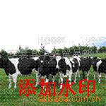 供应牛养殖 高产牛养殖 纯种牛养殖 荷兰牛养殖