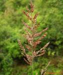 供应景观野草种子-野古草、野古草种子，野古草直销基地