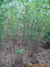 巨龙竹_巨龙竹价格_优质巨龙竹批发\/采购