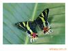 ̫����Madagascan