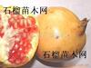 青皮软籽石榴